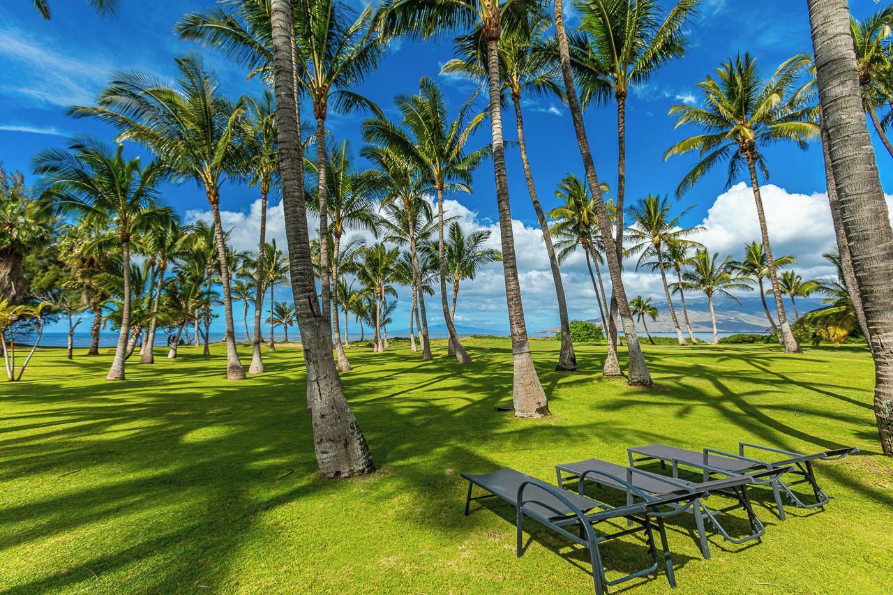 A tropical setting with palm trees and a view of the ocean.