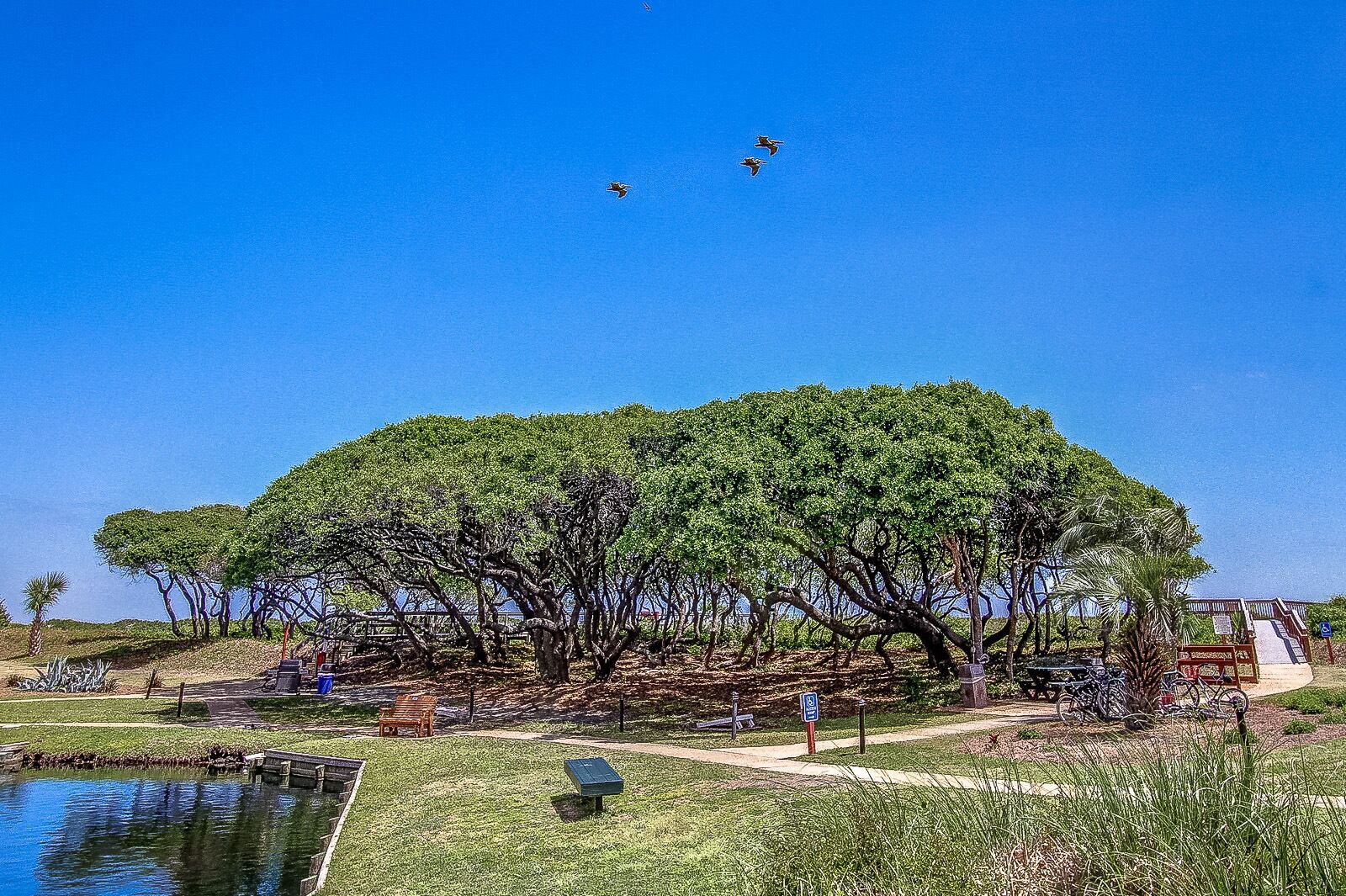 A park with a large tree, a pond, and a wooden bench.