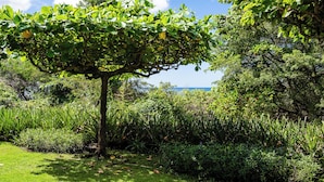 A lush garden with a variety of plants and a tree in the foreground. - Horizontes del Mar 105♆Beachfront♆ Easy Beach access, security & cameras (Playa Langosta)