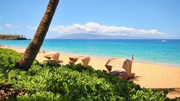 Una playa con sillas de descanso y una palmera.
