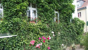 A house covered in ivy with visible windows and a garden with pink flowers. - Hotel Zur Alten Oder Frankfurt (Frankfurt an der Oder)