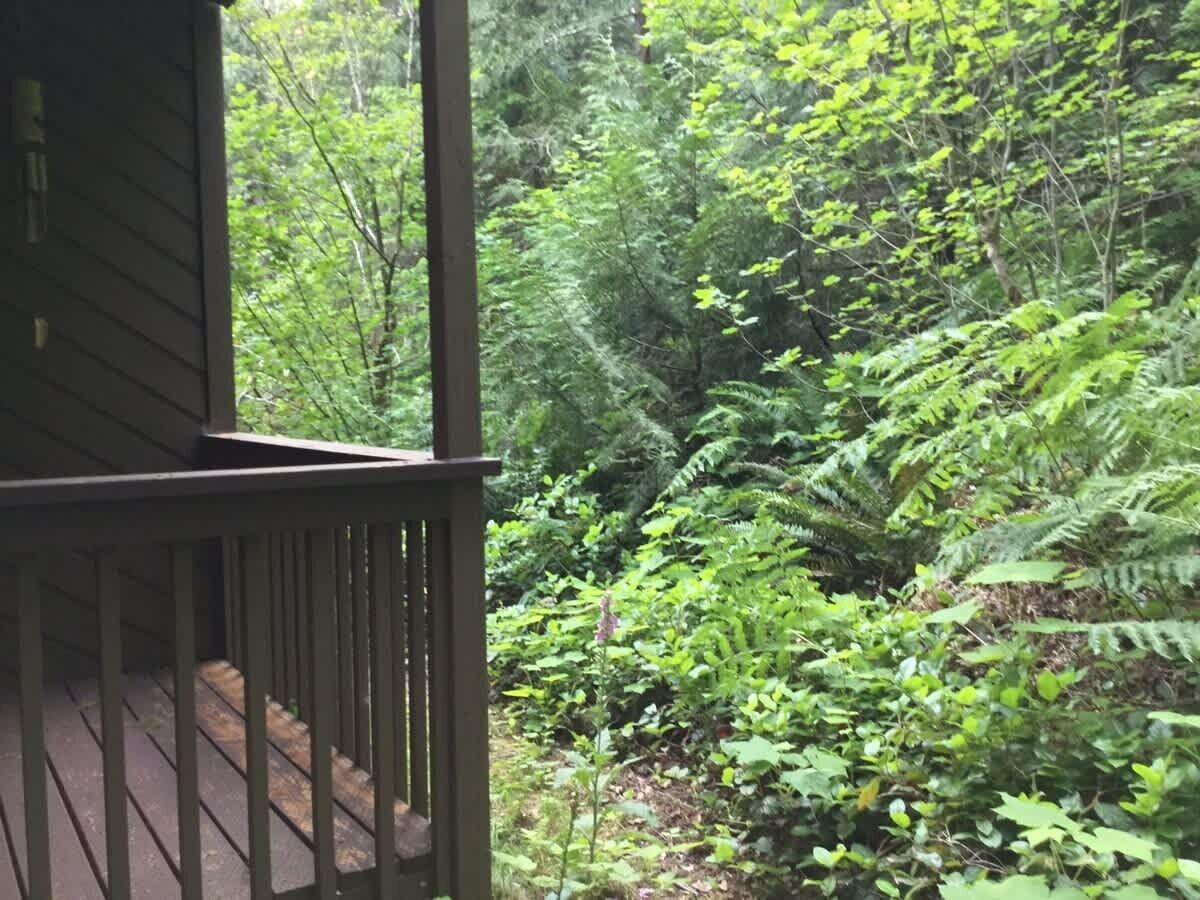 A wooden deck with a view of dense green foliage and ferns.