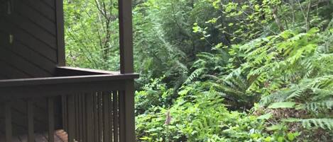 A wooden deck with a view of dense green foliage and ferns.