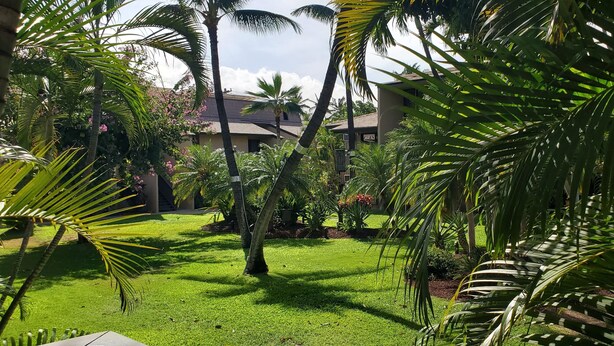 A lush garden with palm trees and a building in the background.