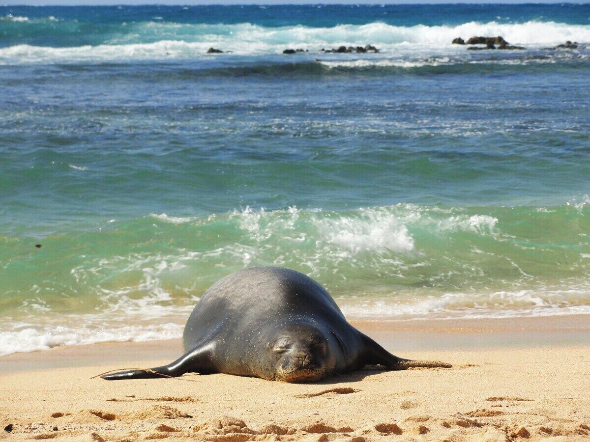 A sea turtle on a sandy beach with waves in the background.