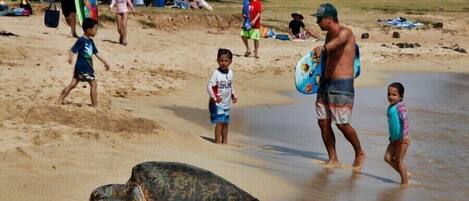 Turtle at Poipu Beach
