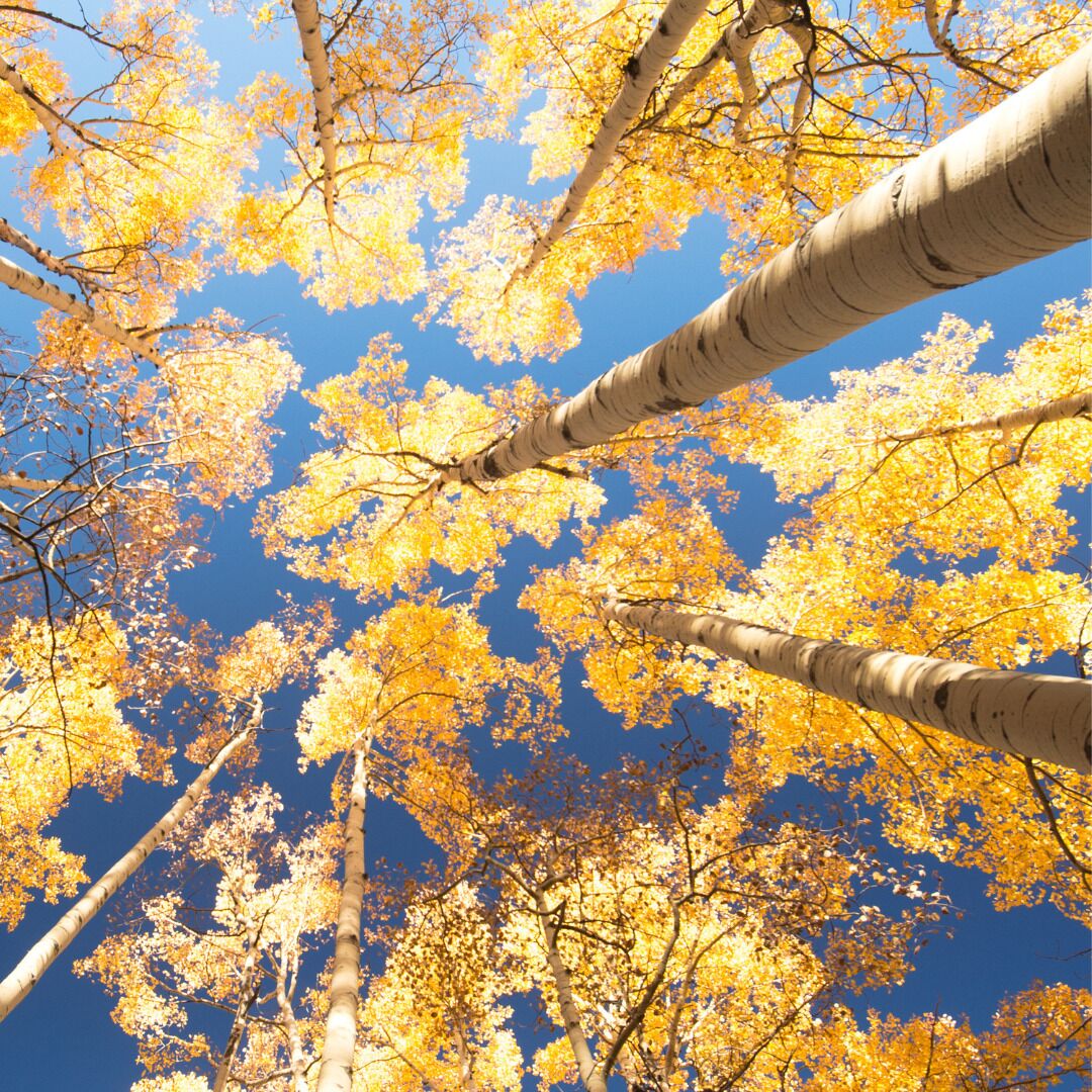 A view of birch trees with yellow leaves against a clear blue sky.