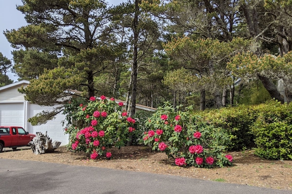 Surf Sounds nestled in the pines and Rhododendrons.