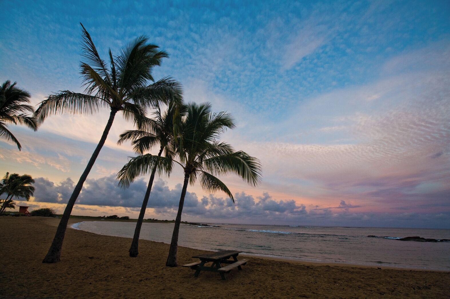 Una playa con palmeras y un banco de madera.