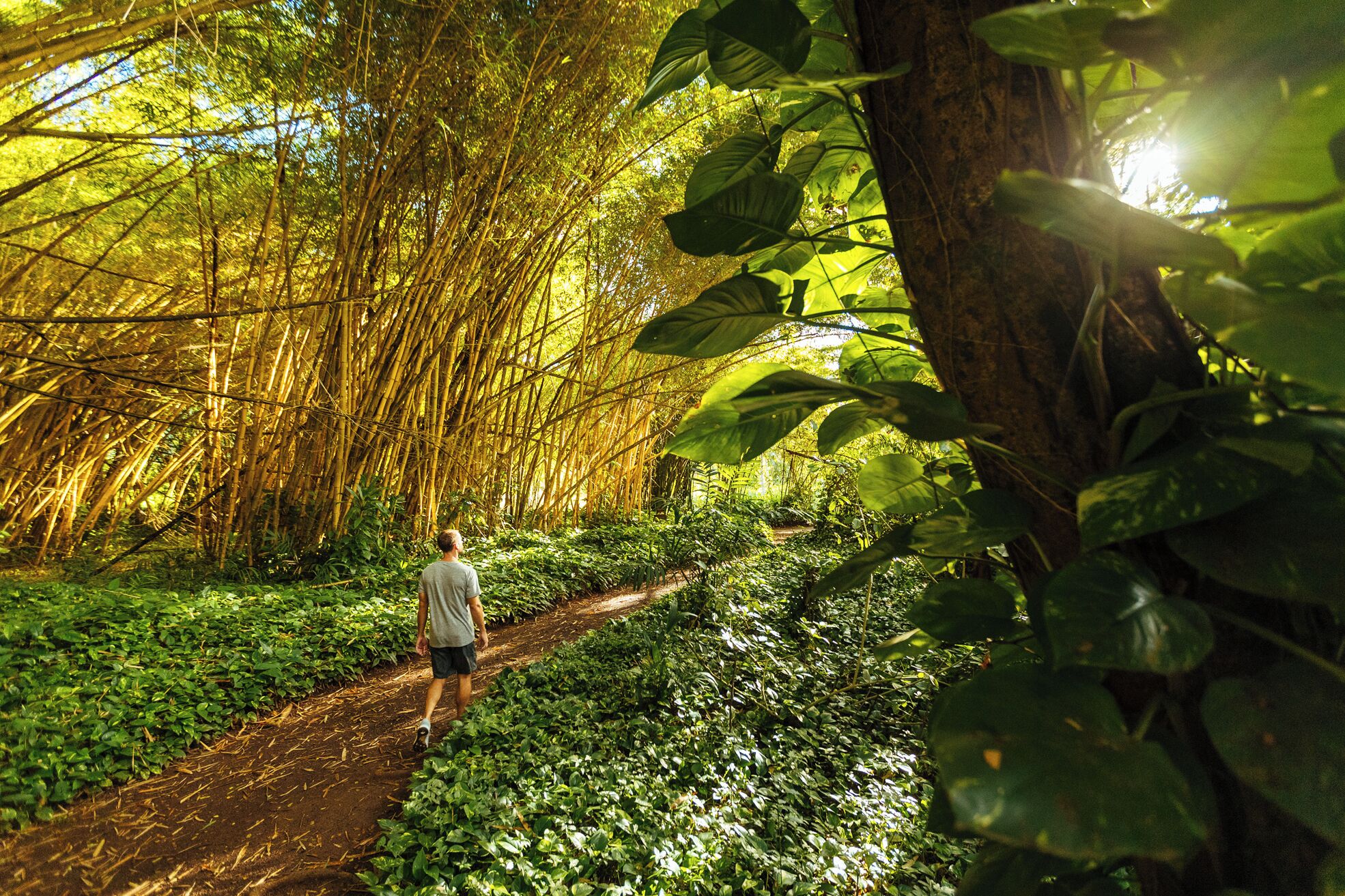 A person walking on a dirt path surrounded by dense bamboo and lush greenery.