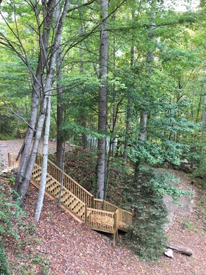Staircase leads to a forested area surrounded by tall trees and fallen leaves.