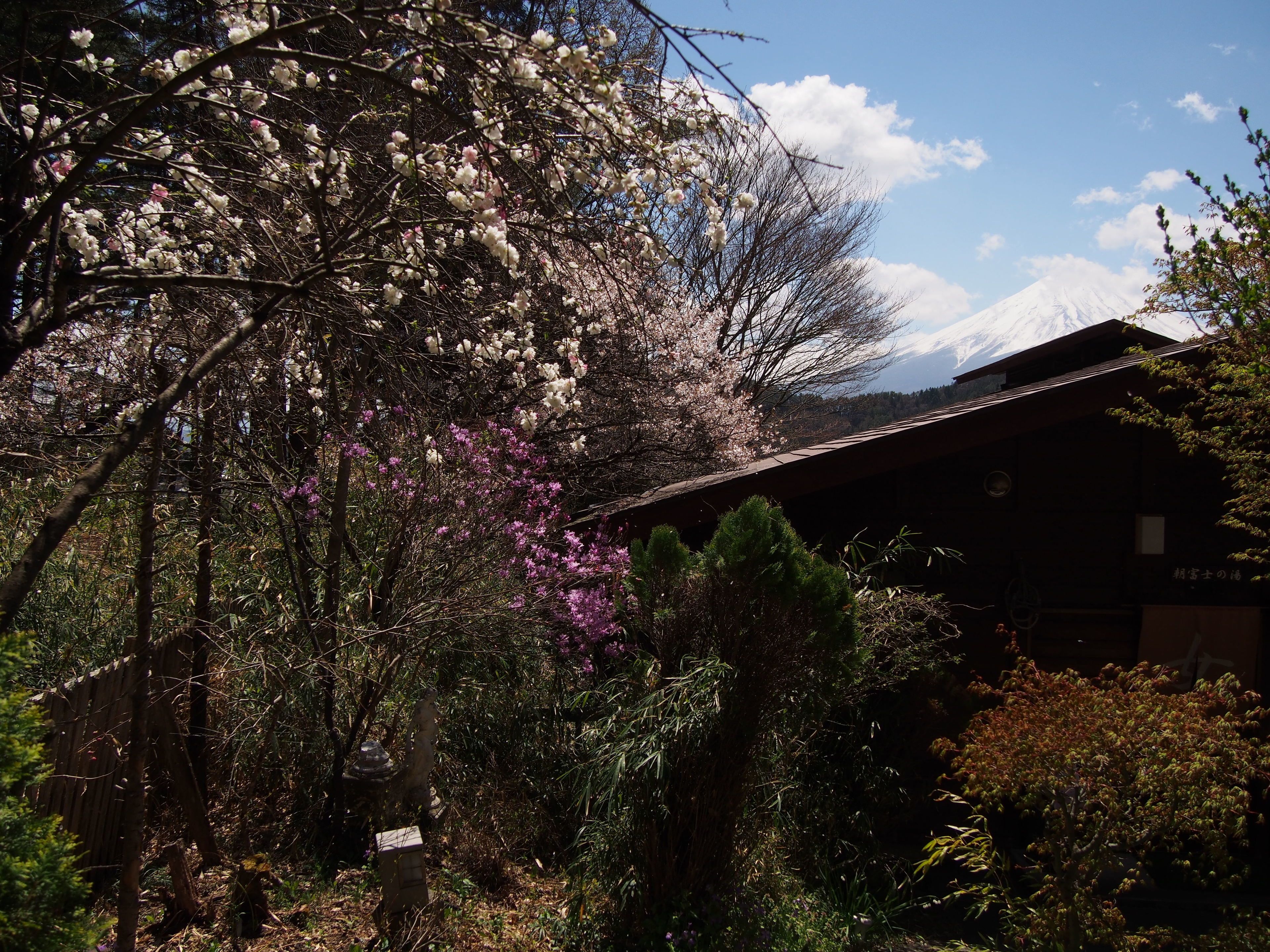 Un edificio de madera tradicional con techo inclinado, rodeado de árboles en flor y montañas al fondo.