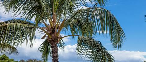 Eine Palme mit freiem Blick auf das Meer und der Küste im Hintergrund.