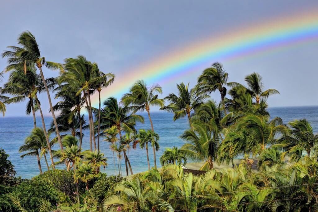 A beach with palm trees and a rainbow.