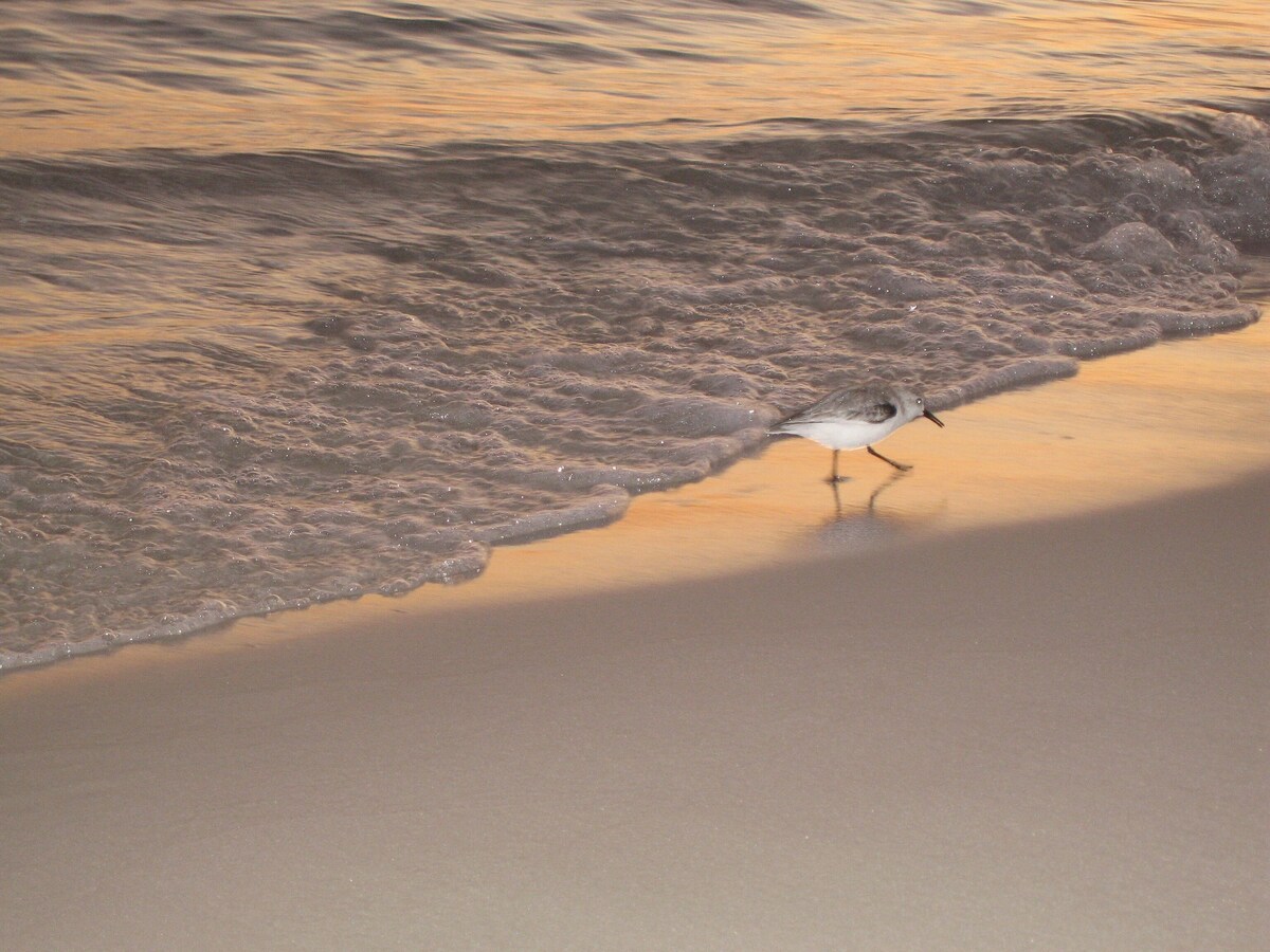 Photo 16 of Emerald Coast Destin, Private Beach, Chateau La Mer 9A!