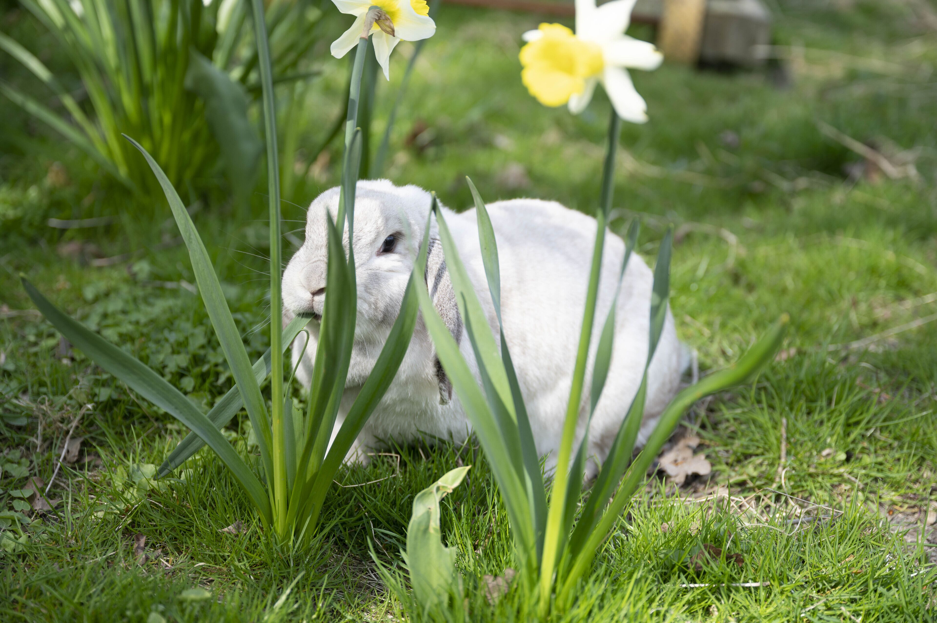 A white rabbit in a grassy area with yellow flowers.