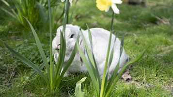 A white rabbit in a grassy area with yellow flowers.