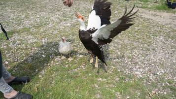 Eine Person füttert einen Vogel mit weißem und schwarzem Gefieder und orangefarbenem Schnabel.