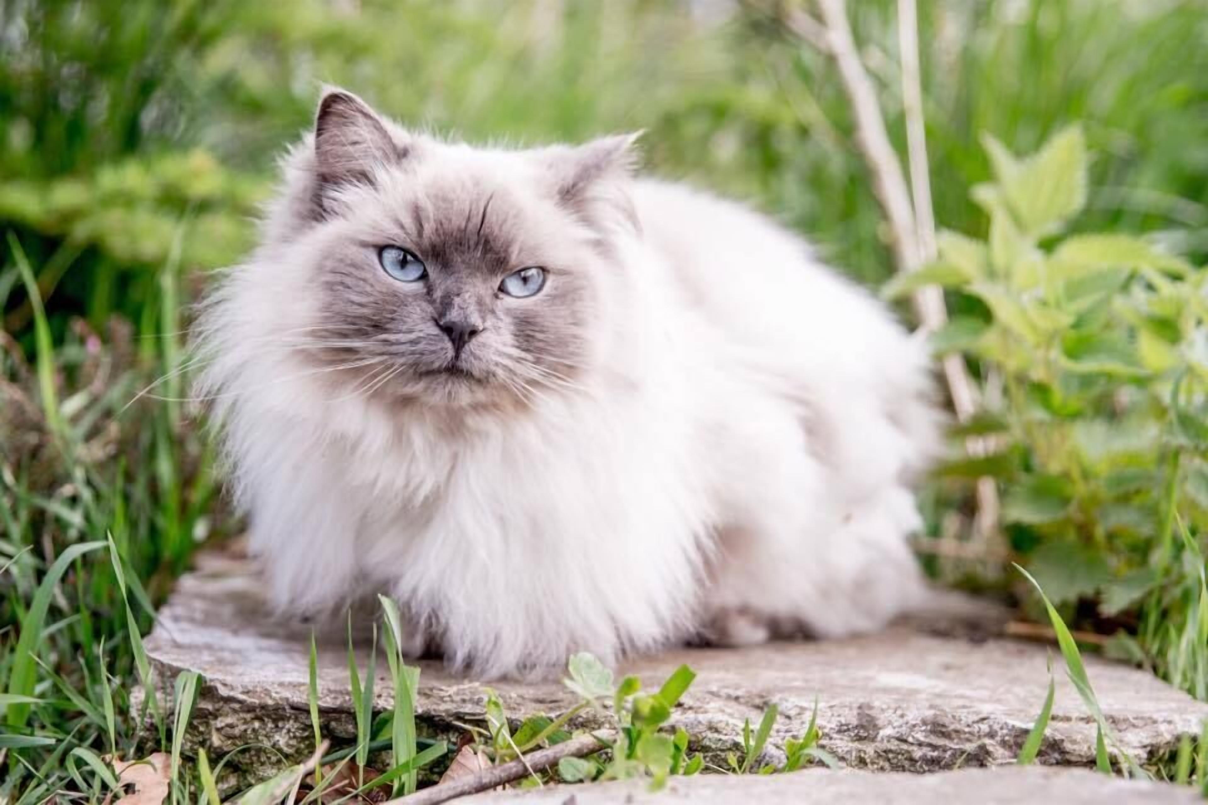 A fluffy cat sitting on a stone ledge surrounded by greenery.