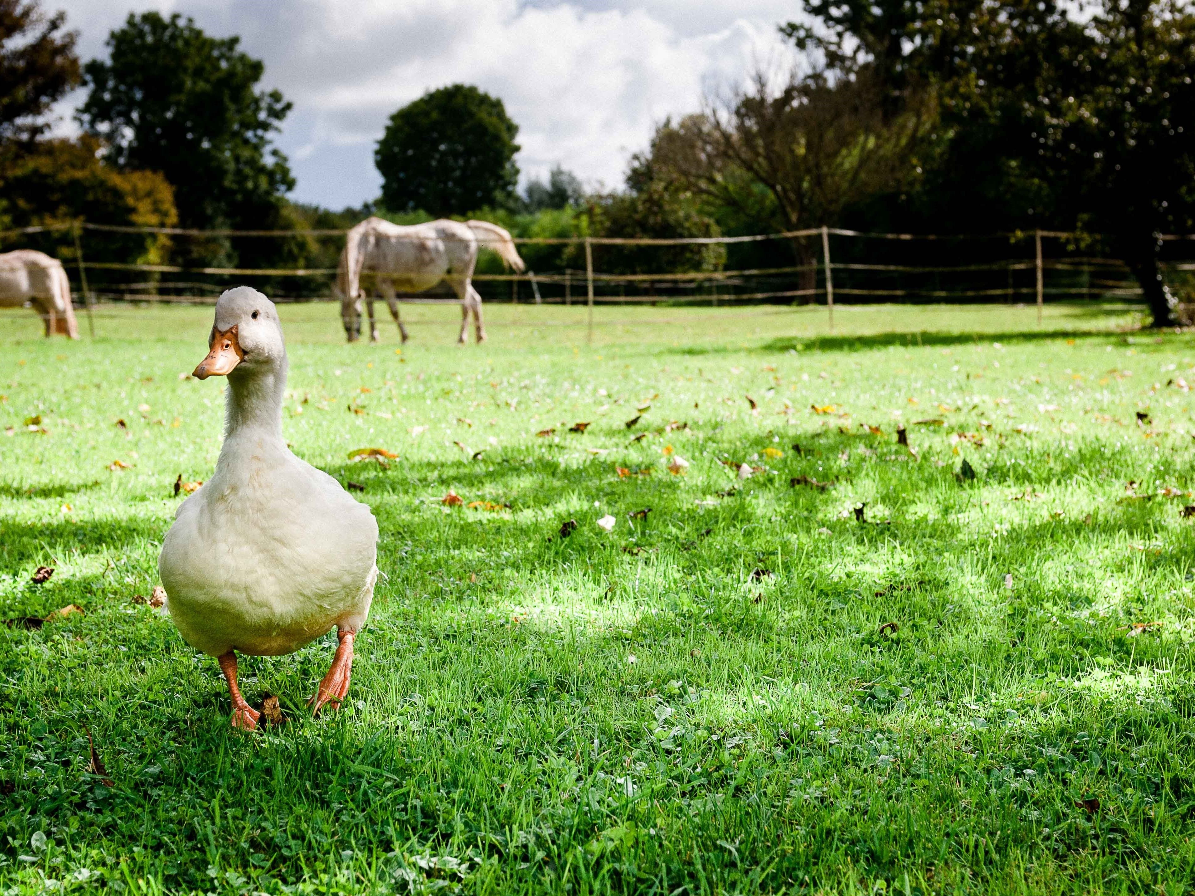 Un pato de pie sobre césped, con una cerca y árboles al fondo.