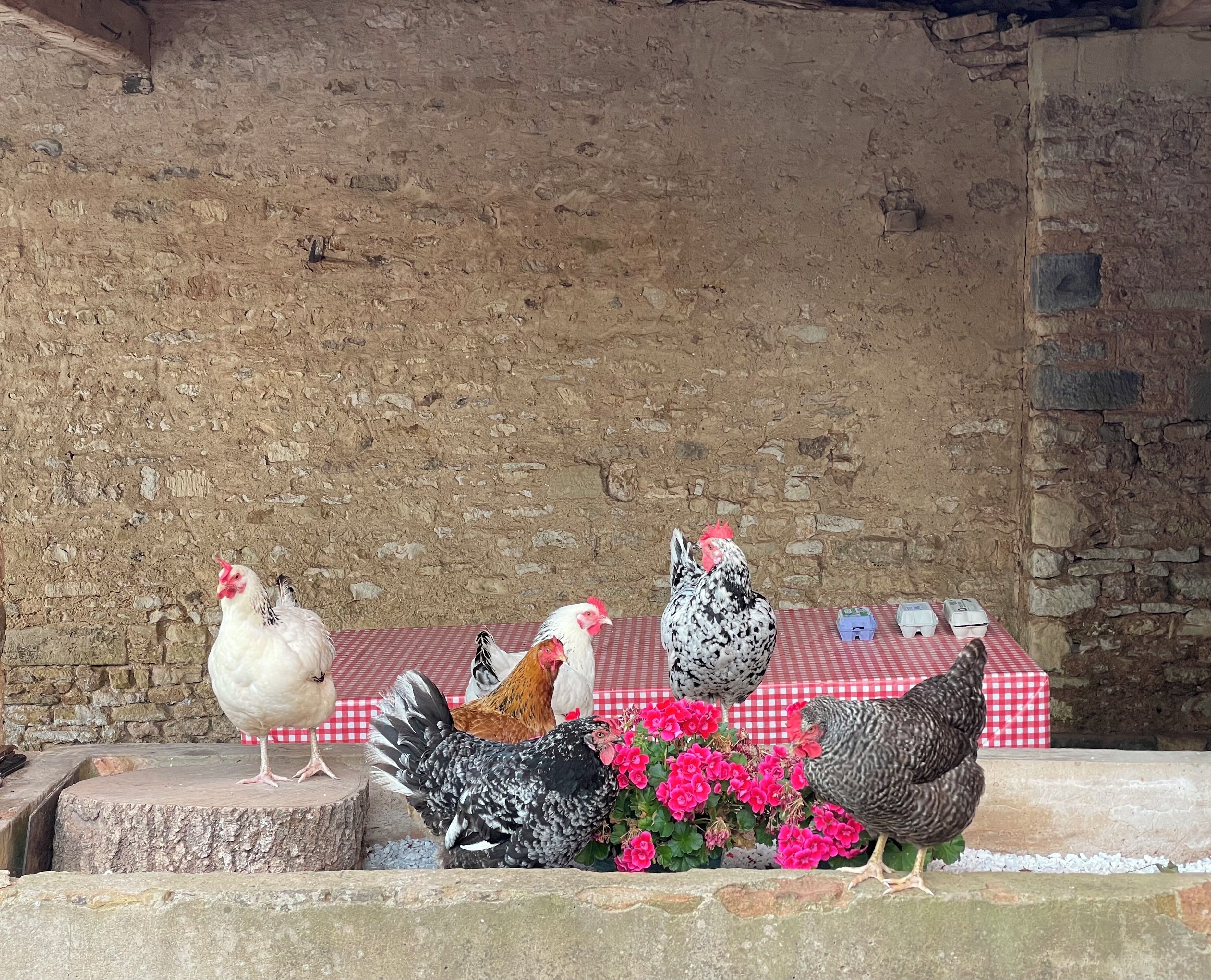 A group of chickens on a stone ledge with a checkered table and flowers in the background.