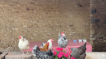 A group of chickens on a stone ledge with a checkered table and flowers in the background.