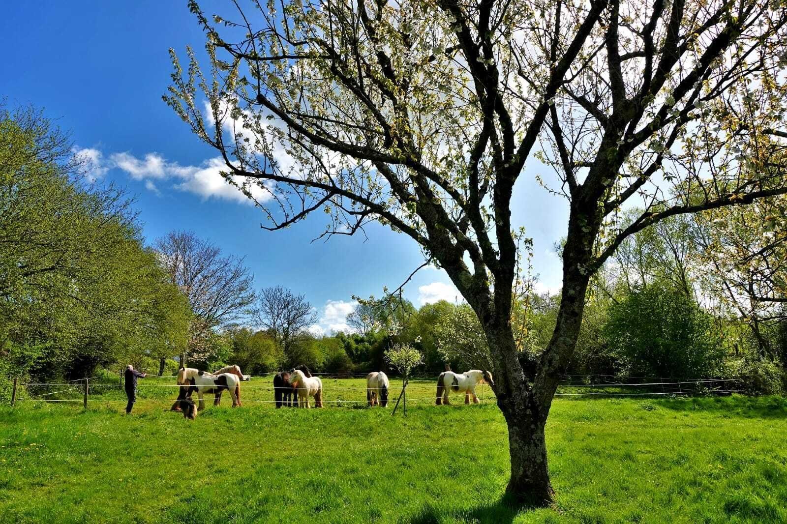 Un paisaje rural con un árbol grande al frente, un campo cercado y varios caballos pastando.