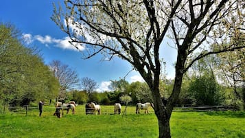 Un paisaje rural con un árbol grande al frente, un campo cercado y varios caballos pastando.