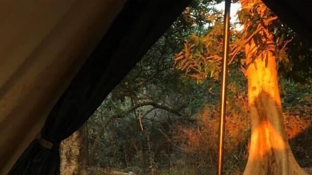 A tent with a bed inside, featuring a view of a tree and surrounding vegetation. - Senate Boutique Camp - Campsite (Hoedspruit)