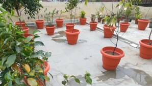 Eine Dachterrasse mit zahlreichen in Reihen angeordneten Topfpflanzen.