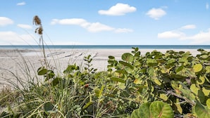 Una playa con arena, algas marinas y plantas verdes.