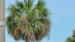 Una palmera, un coche y un cartel con indicaciones.