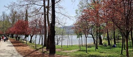 A park with a paved walkway, trees, and a lake.