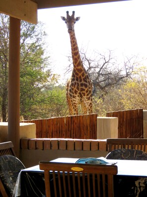 Sable Cottage. | View from room - Wild Dog Guest Lodge (Hoedspruit)