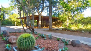 A garden with a cactus in a planter, surrounded by rocks and small plants. - Wild Dog Guest Lodge (Hoedspruit)
