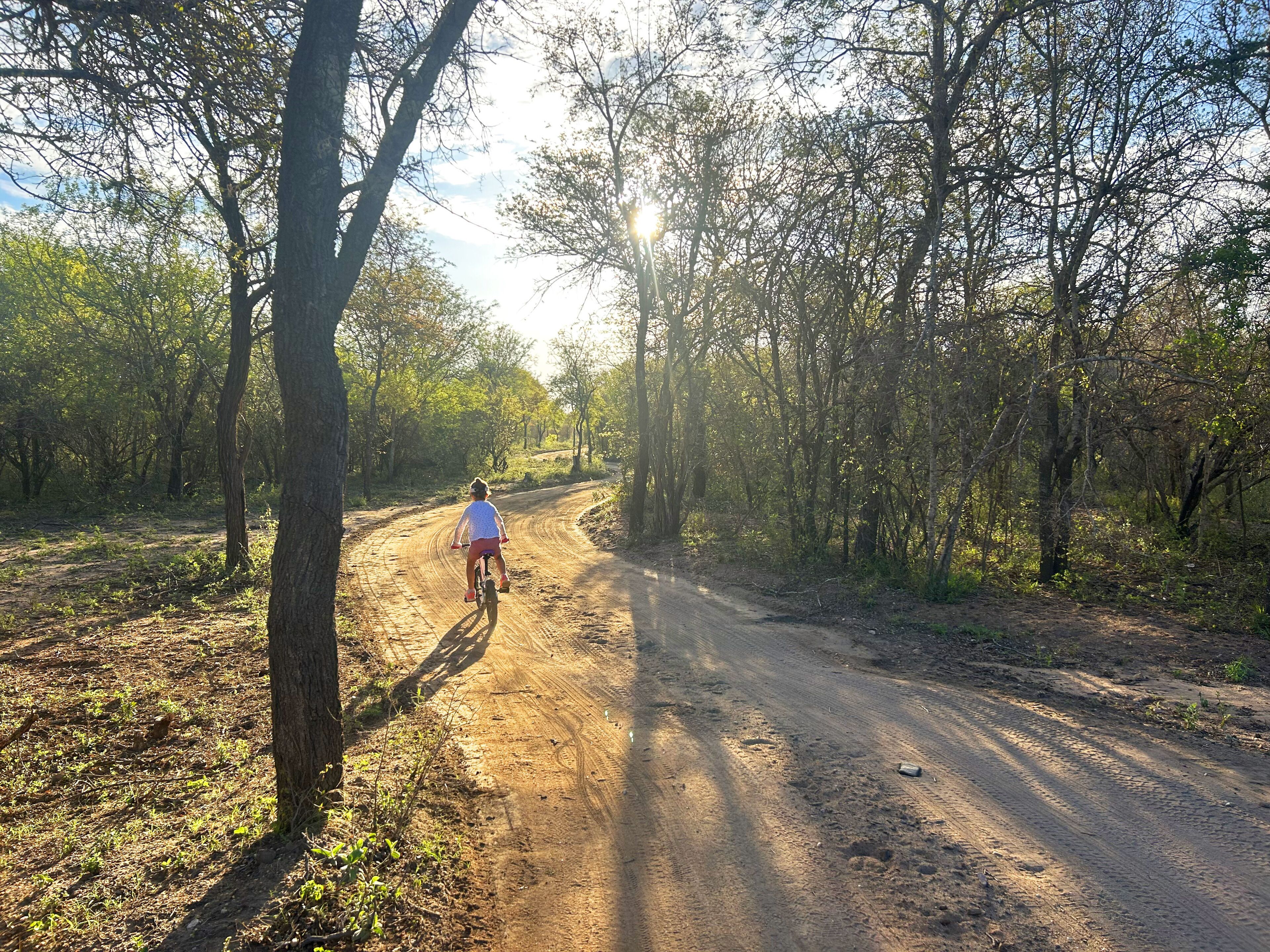 A dirt road in a forested area with trees on both sides.