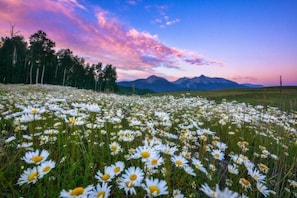 A field of white daisies with a mountain range in the background.