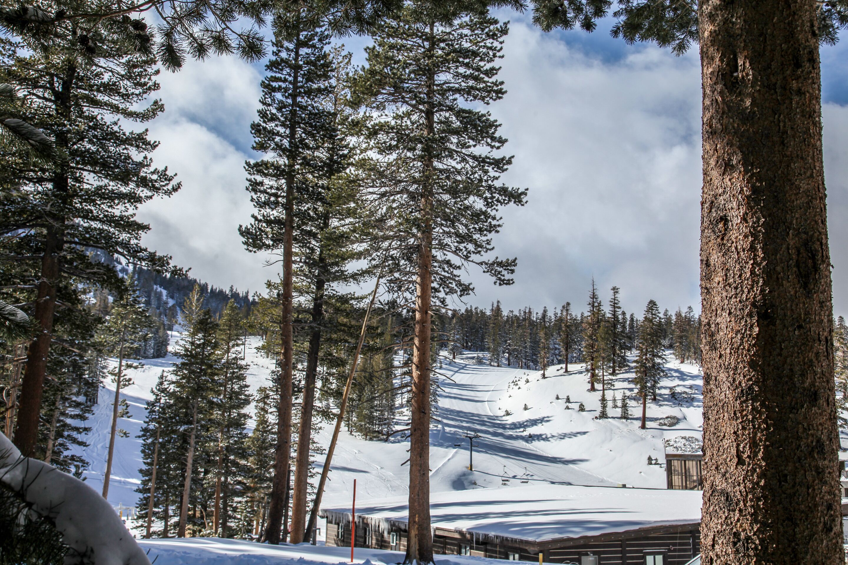 A snowy mountain landscape with tall pine trees and a ski slope.