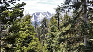 Une forêt dense, avec de grands arbres, et une montagne en arrière-plan.