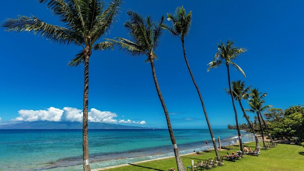 A beach with palm trees, a clear blue sky, and a view of the ocean.