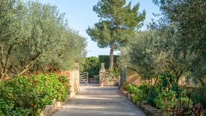 A paved pathway flanked by olive trees and flowering shrubs, leading to a gate.