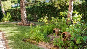 A garden with a pathway, trees, and some plants.