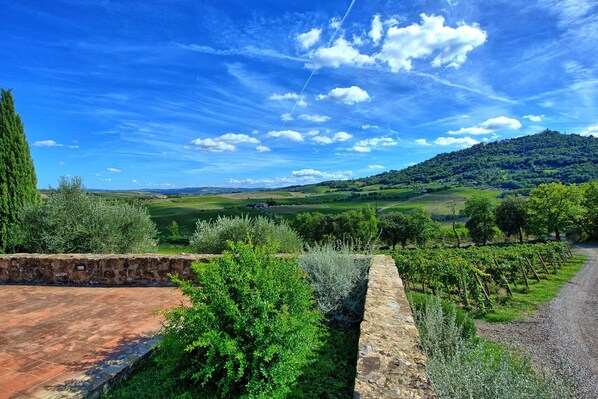 A vineyard with stone walls and a clear blue sky.
