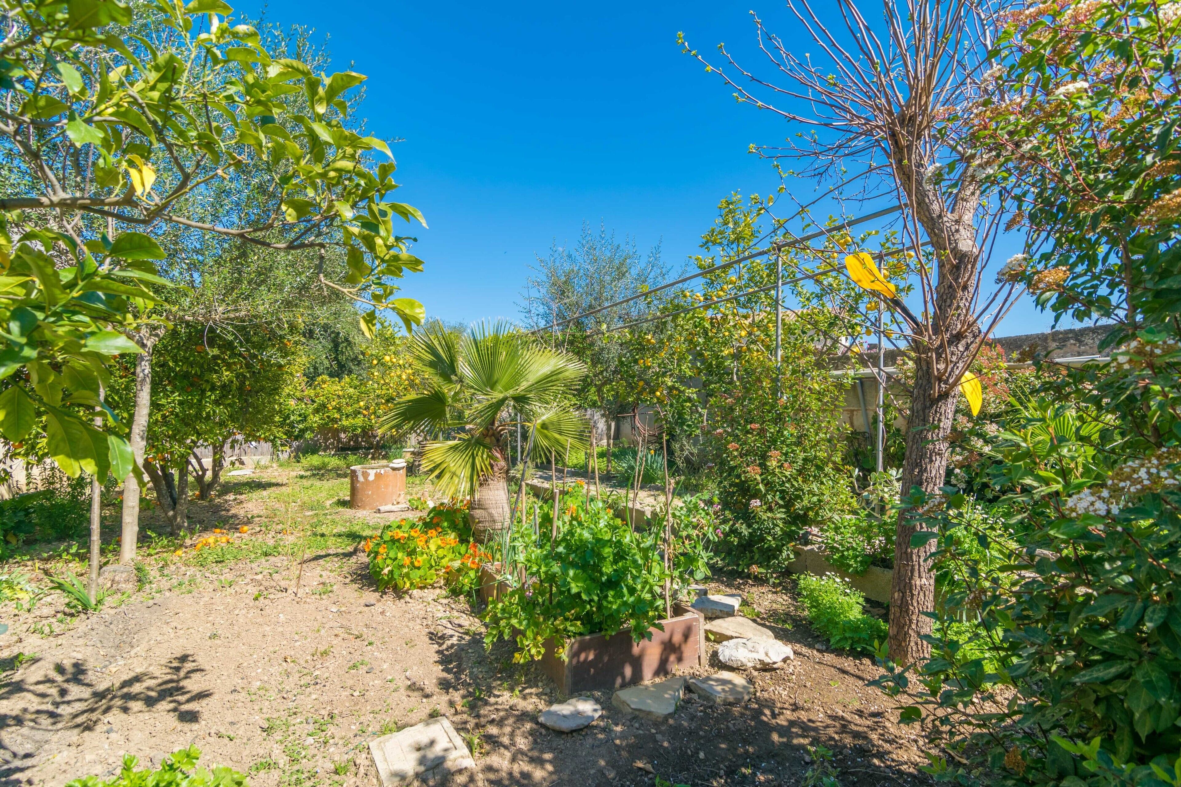 Un giardino con diverse piante e alberi, inclusa una palma, e un sentiero sterrato.