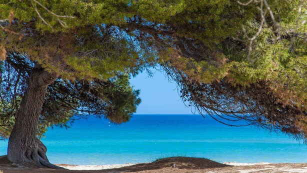 A tree-lined beach with a clear view of the ocean. - CAN JOAN DES FORN - House with private pool in Inca. Free WiFi (Inca)
