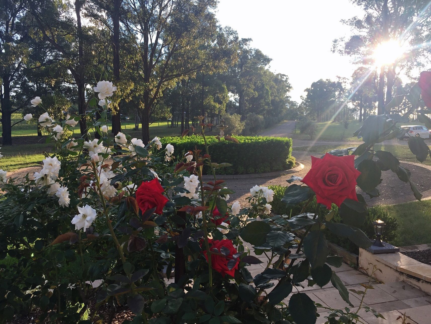 A garden with white and red roses, a fountain, and a paved walkway.