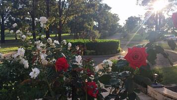 A garden with white and red roses, a fountain, and a paved walkway.