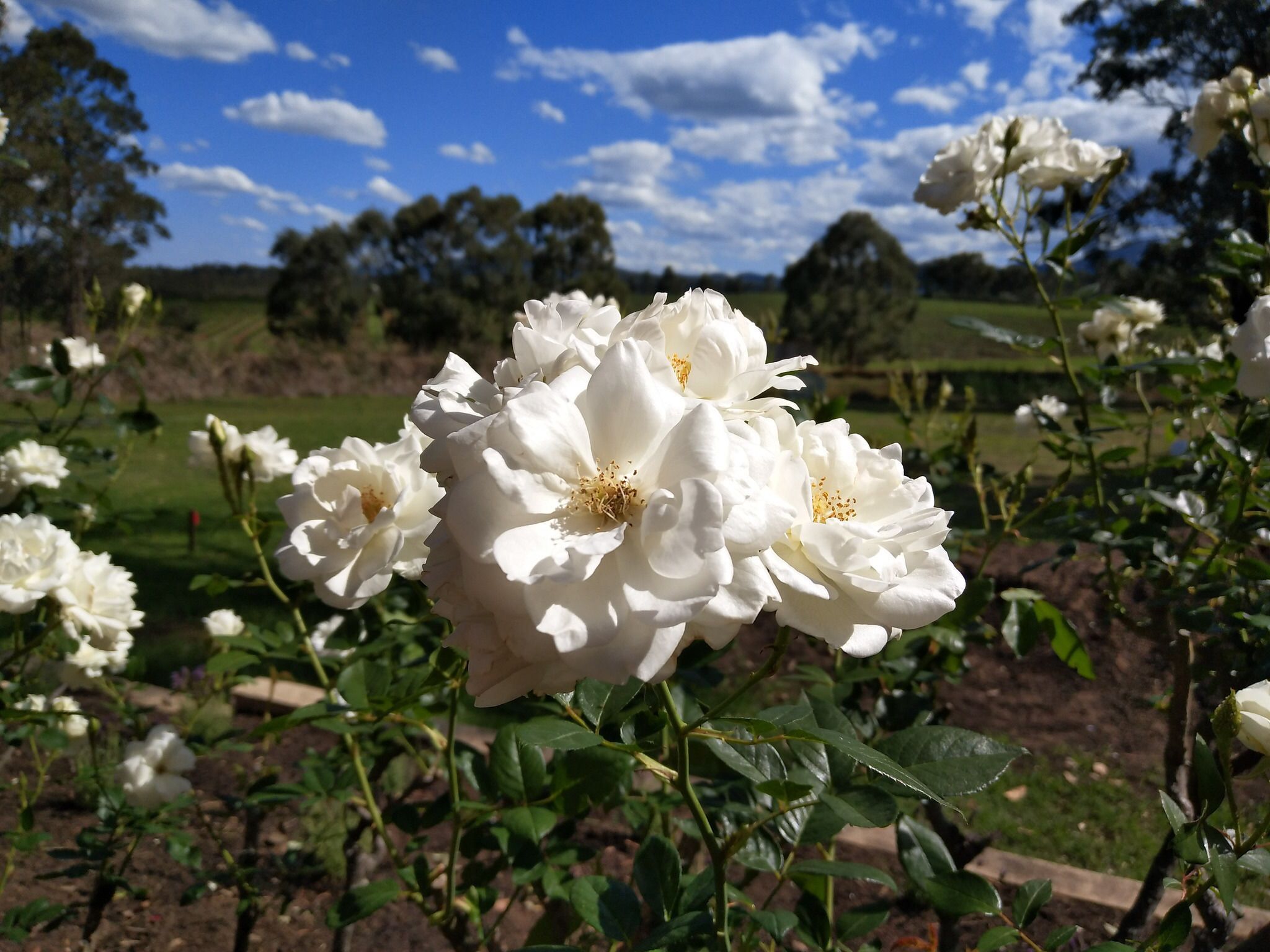 A garden with white flowers and green foliage.