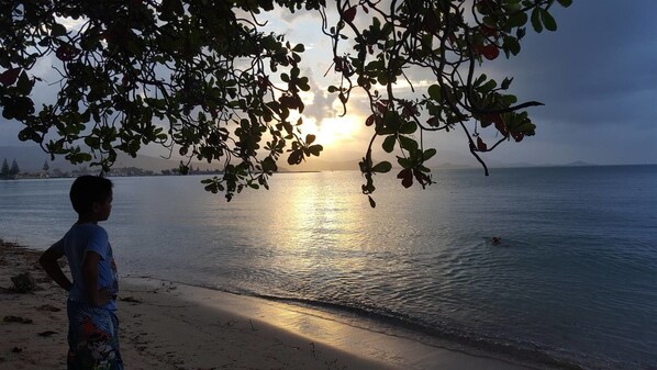 Escena de playa con una persona de pie bajo un árbol, contemplando el mar al atardecer.