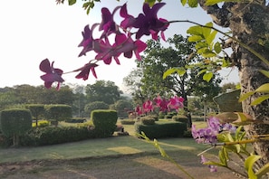 A well-maintained garden with neatly trimmed hedges and flowering plants.